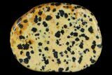 1.8" Polished Dalmatian Jasper Flat Pocket Stone  - Photo 2